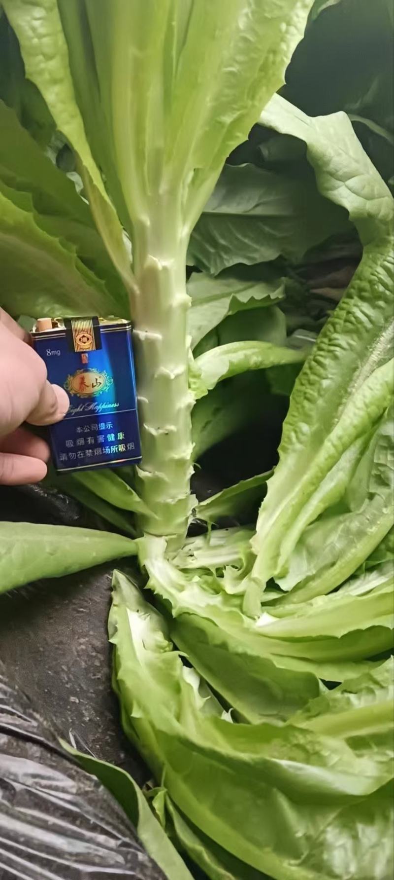 湖北宜昌莴笋大量上市出货货源充足品质保证价格美丽