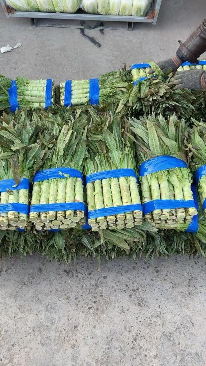 湖北宜昌莴笋大量上市出货货源充足品质保证价格美丽