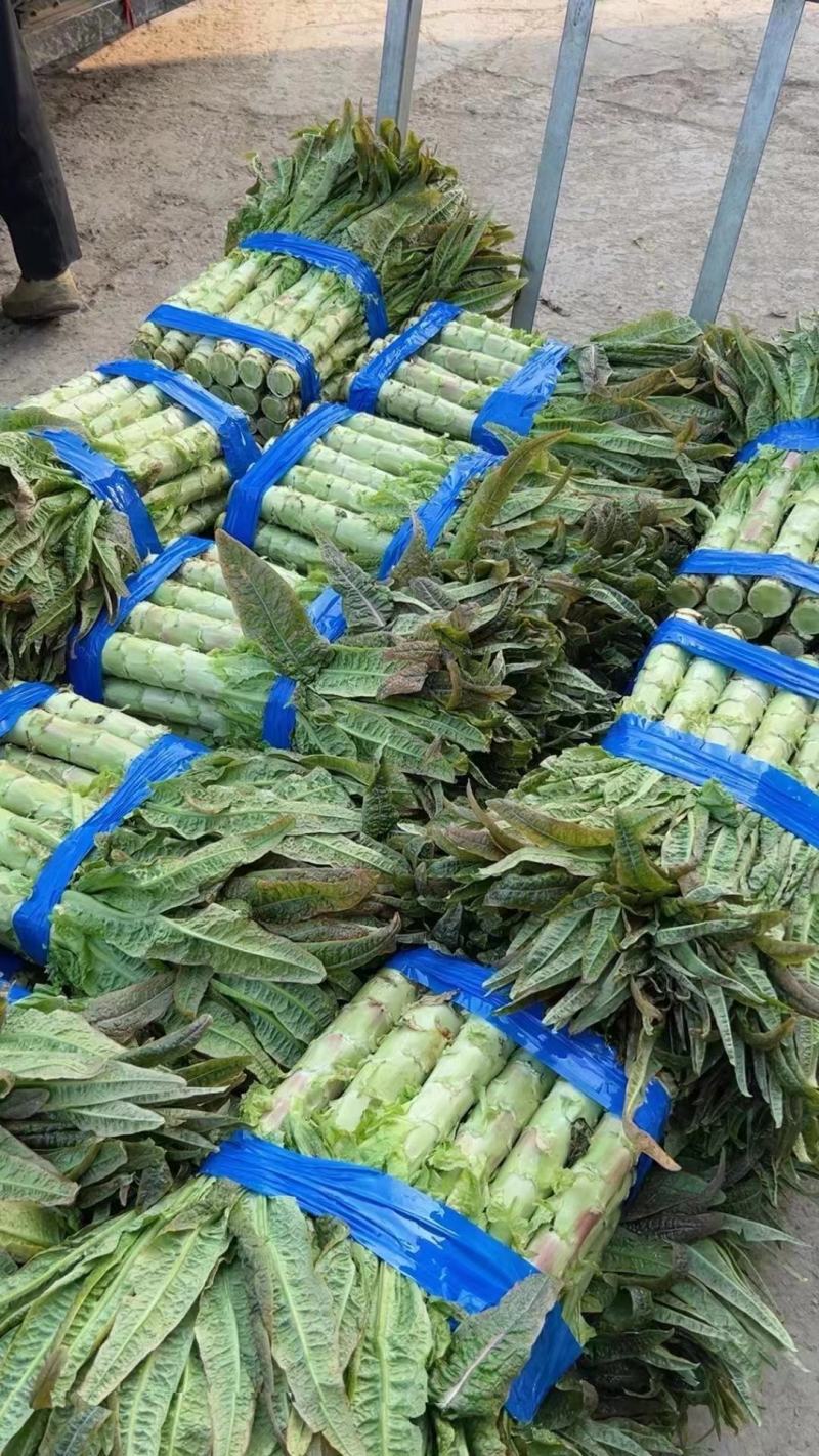 湖北宜昌莴笋大量上市出货货源充足品质保证价格美丽