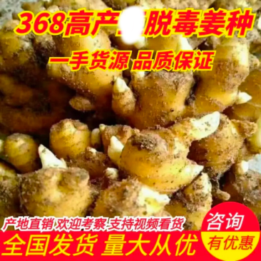 山东368高产姜种包发芽率包技术指导价格低