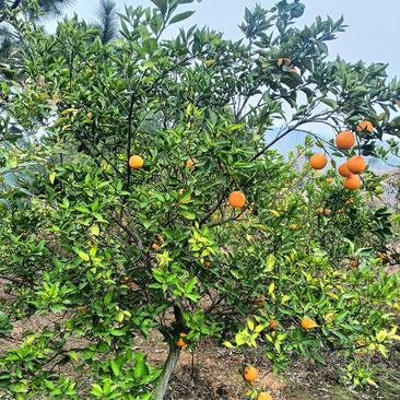 优质夏橙带果大树，一物一拍，品质保正。
