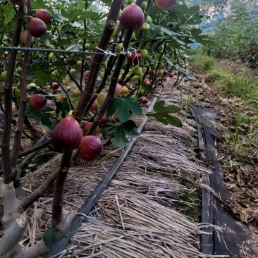 无花果苗无花果老桩处理