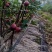 无花果苗无花果老桩处理