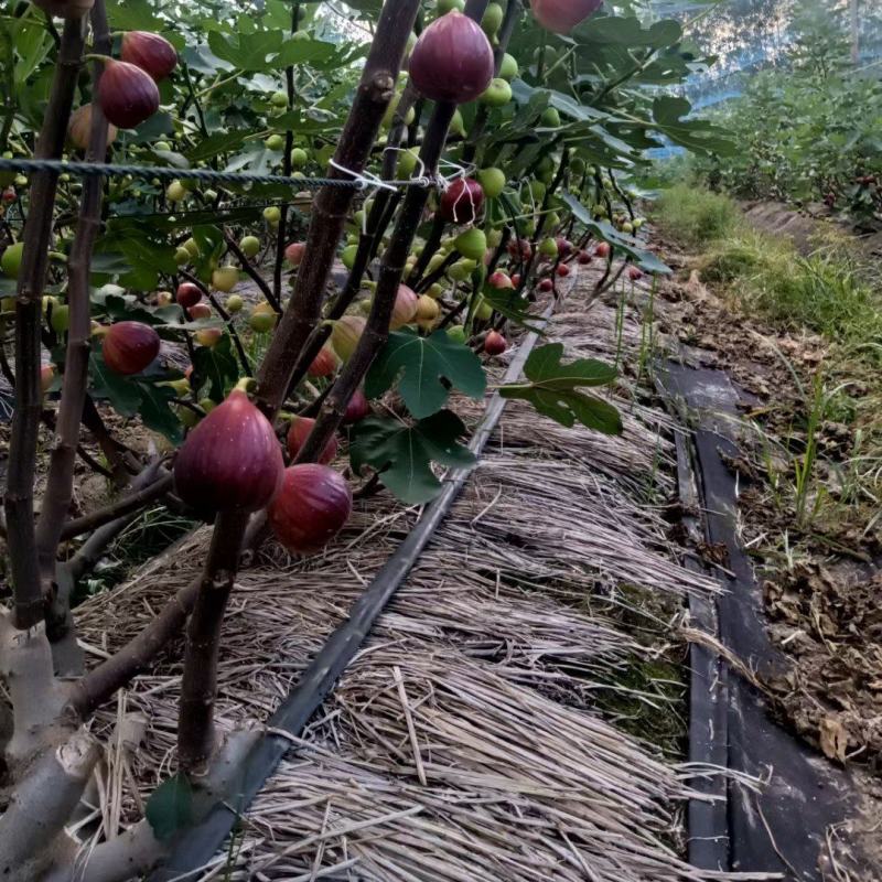 无花果苗无花果老桩处理