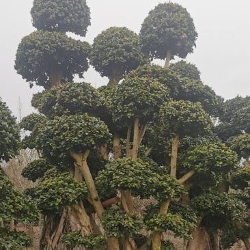 小叶榕盆景，小叶榕桩头，小叶榕树，四季常青