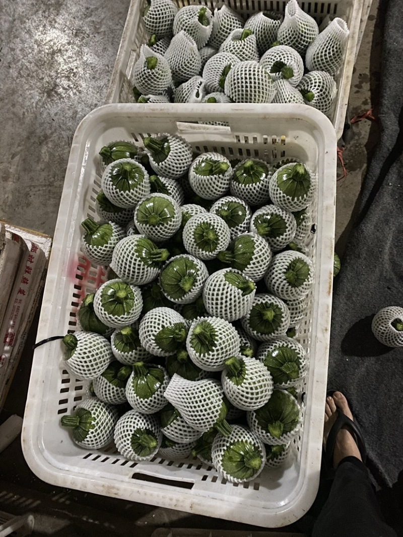 【火热推荐】四川精品小南瓜，嫩南瓜，翡翠南瓜，绿皮小南瓜