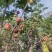 无花果苗无花果老桩处理