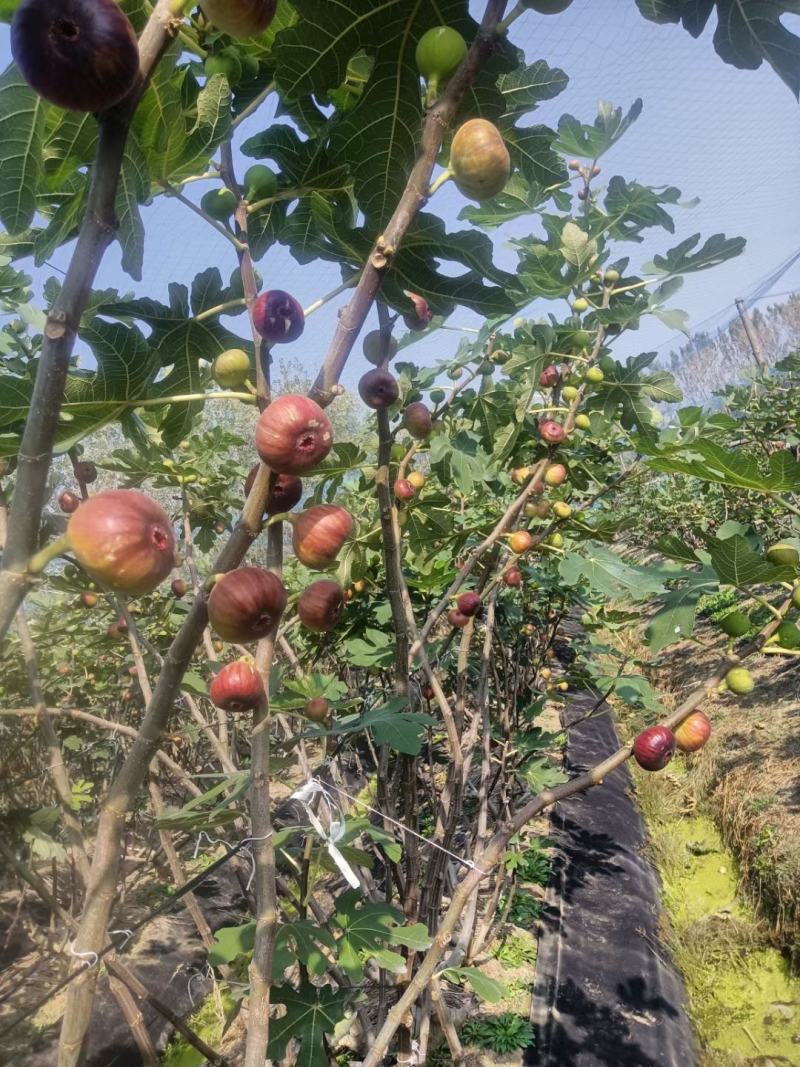 无花果苗无花果老桩处理