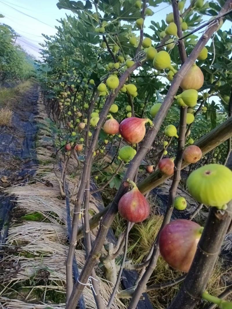 无花果苗无花果老桩处理