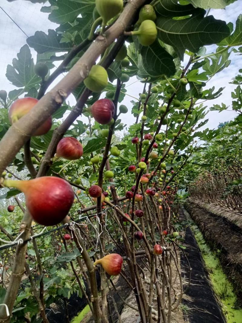 无花果苗无花果老桩处理