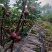 无花果苗无花果老桩处理