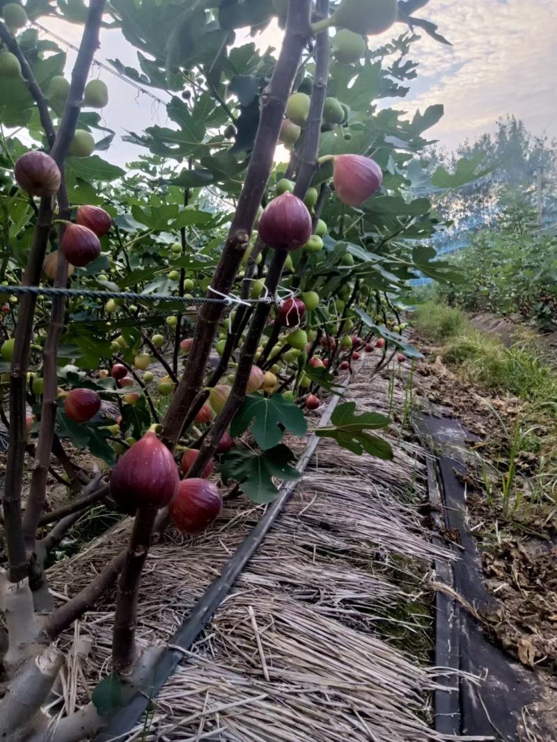 无花果苗无花果老桩处理