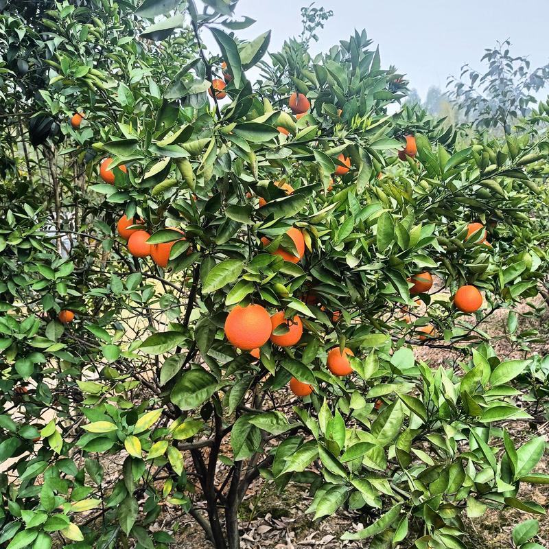 优质夏橙带果大树，一物一拍，品质保证。大量上市