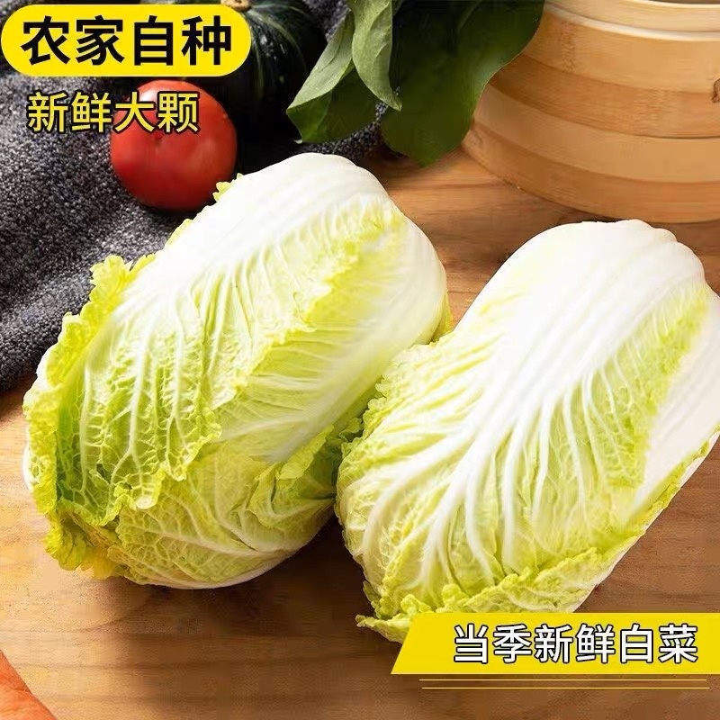 娃娃菜大娃娃菜小娃娃菜产地一手货源，全天在线服务