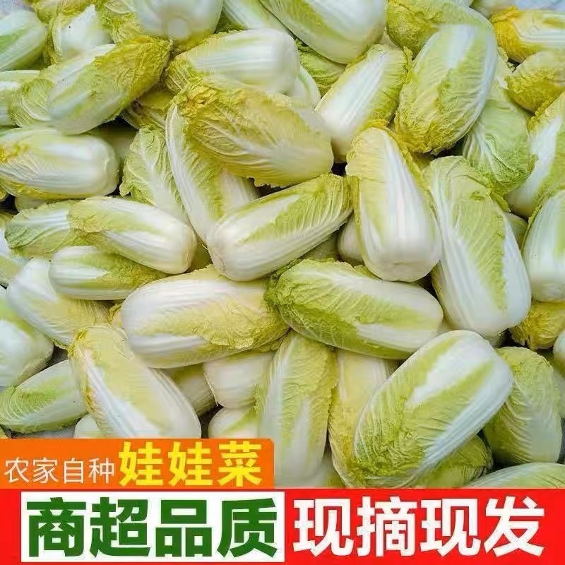 娃娃菜大娃娃菜小娃娃菜产地一手货源，全天在线服务