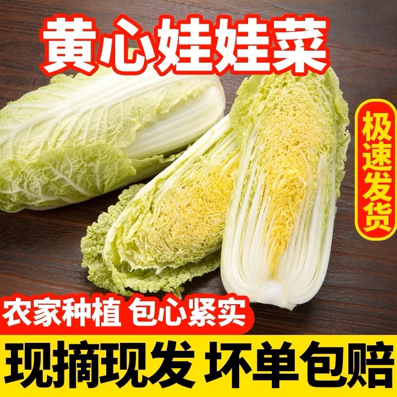 娃娃菜大娃娃菜小娃娃菜产地一手货源，全天在线服务