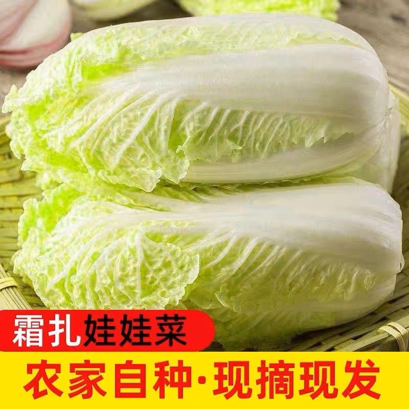 娃娃菜大娃娃菜小娃娃菜产地一手货源，全天在线服务