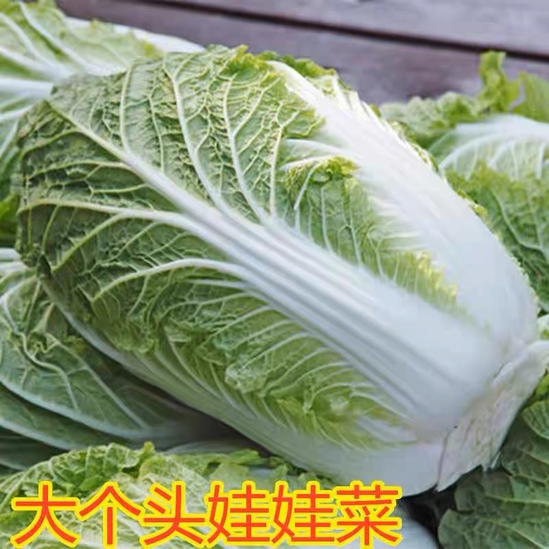 娃娃菜大娃娃菜小娃娃菜产地一手货源，全天在线服务