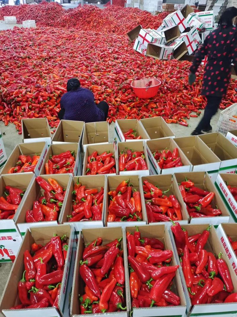 安徽和县红泡椒，万亩红泡椒产地，条形颜色好
