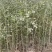 枸橘苗枳壳苗大量枸橘苗批发量大优惠围篱笆墙用苗