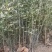 枸橘苗枳壳苗大量枸橘苗批发量大优惠围篱笆墙用苗