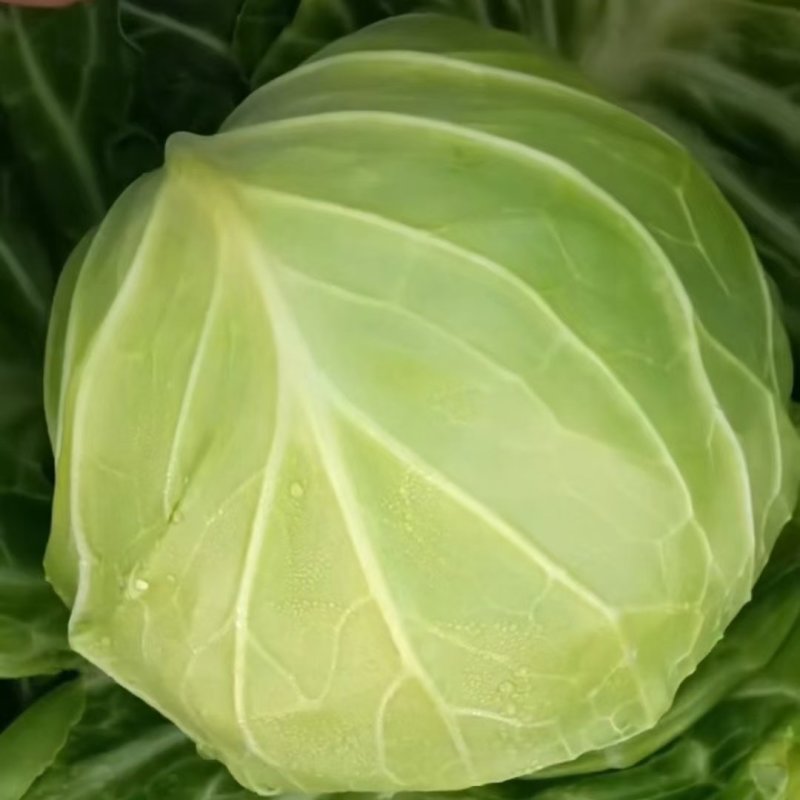 河南夏邑县精品甘蓝园包菜，视频看视，质量三包，大量供应，