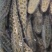 各种淡水鱼，虾，如，鲫鱼，鳊鱼，鲈鱼，昂次，草鱼，青鱼等