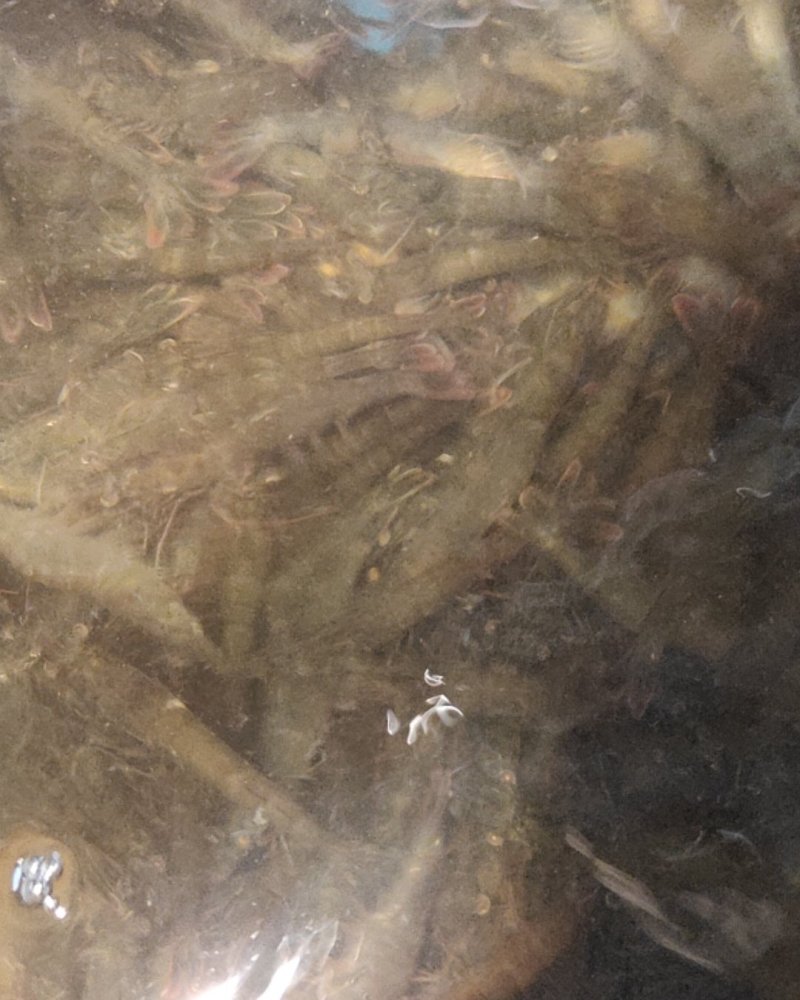 各种淡水鱼，虾，如，鲫鱼，鳊鱼，鲈鱼，昂次，草鱼，青鱼等