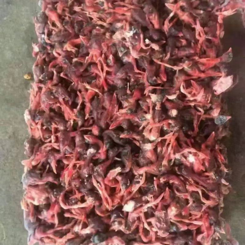 脱毛小鹌鹑