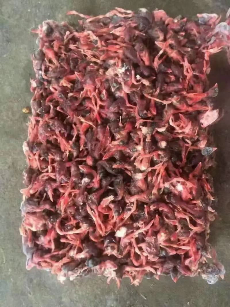 脱毛小鹌鹑