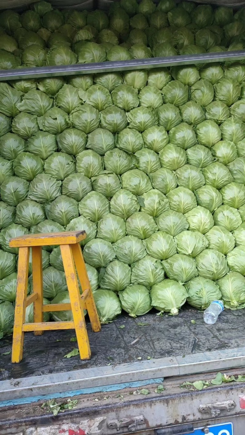 精品圆包菜，产地直发，货源充足，欢迎采购