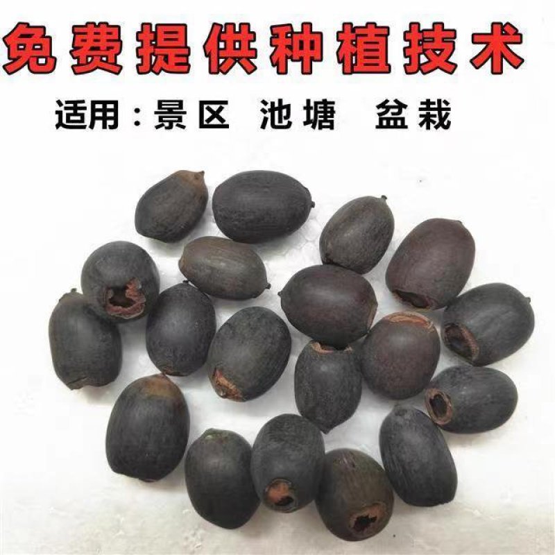 莲子苗，莲子种苗，荷花苗，荷花种苗，荷花