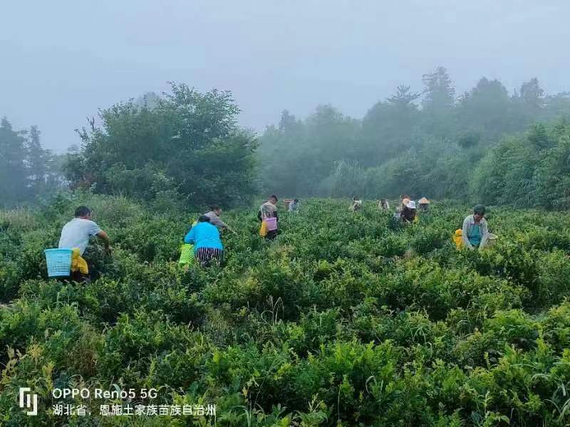 【精品】正宗特级藤茶藤茶养生茶自产自销产地直发