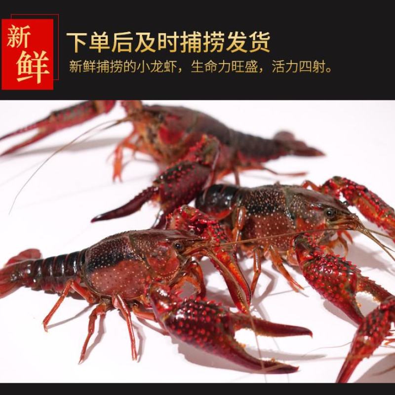 本商品是自养龙虾价，能接受龙村野虾的价格比这个低很多，欢