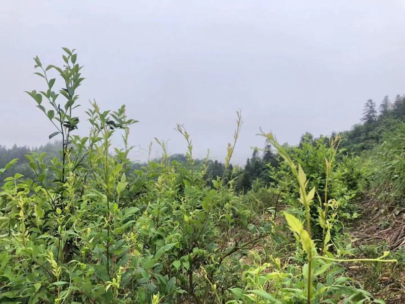 优选藤茶苗基地直供一手货源保质保量全国发货