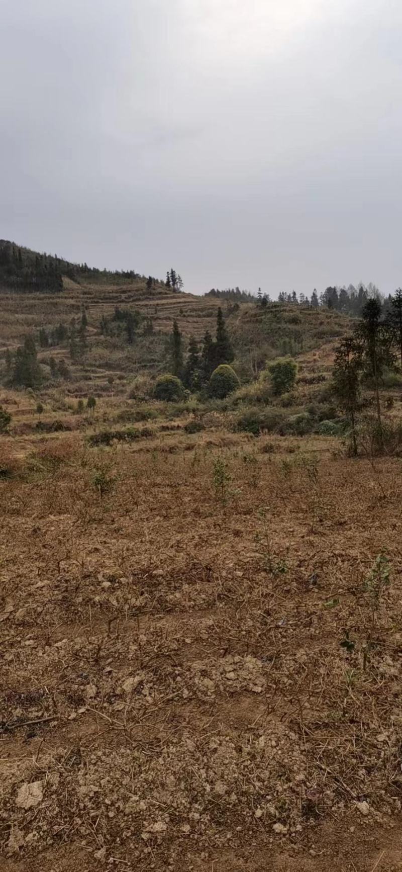 优选藤茶苗基地直供一手货源保质保量全国发货