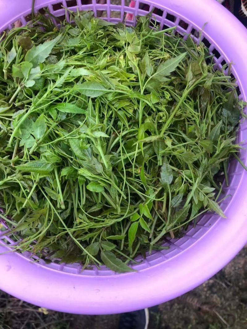 优选藤茶苗基地直供一手货源保质保量全国发货