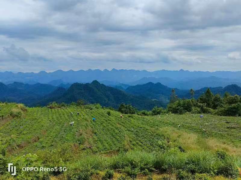 正品藤茶优选藤茶养生茶品质有保障量大从优