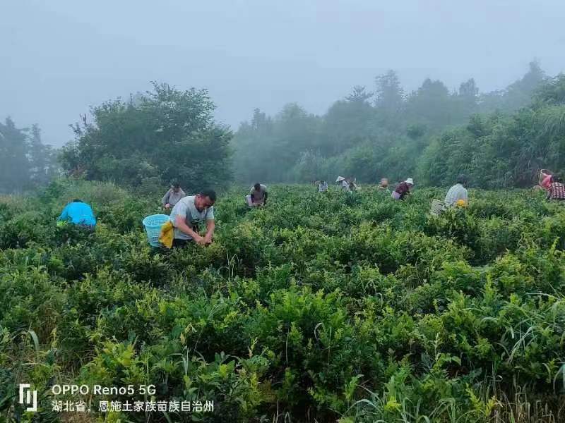 正品藤茶优选藤茶养生茶品质有保障量大从优