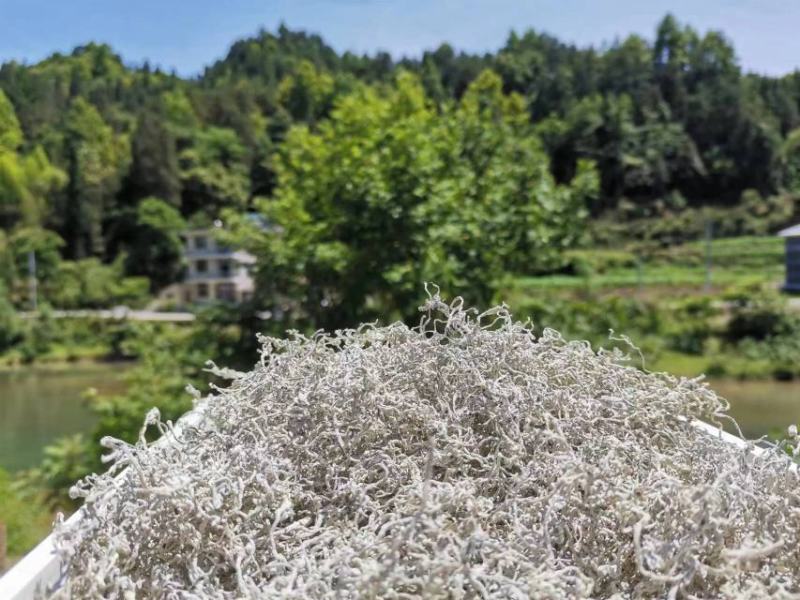 正品藤茶优选藤茶养生茶品质有保障量大从优