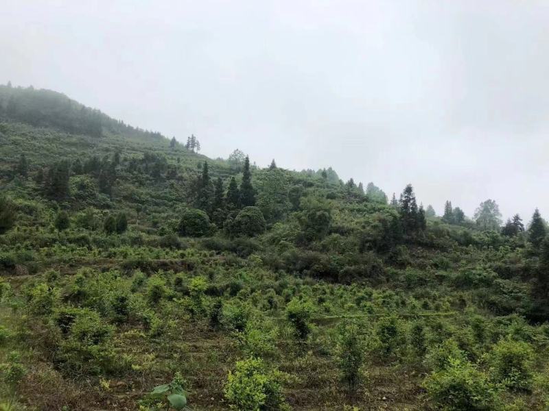 正品藤茶优选藤茶养生茶品质有保障量大从优