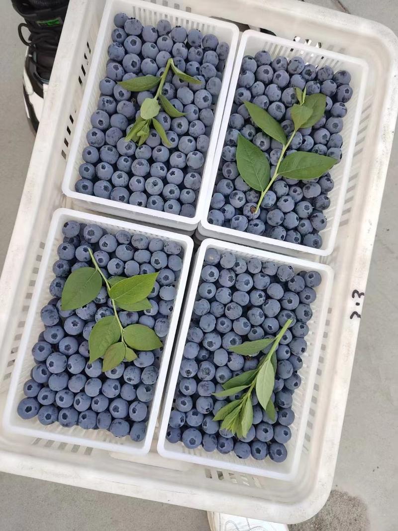 优瑞卡L25蓝莓，产地直发，耐运输耐储存利润高