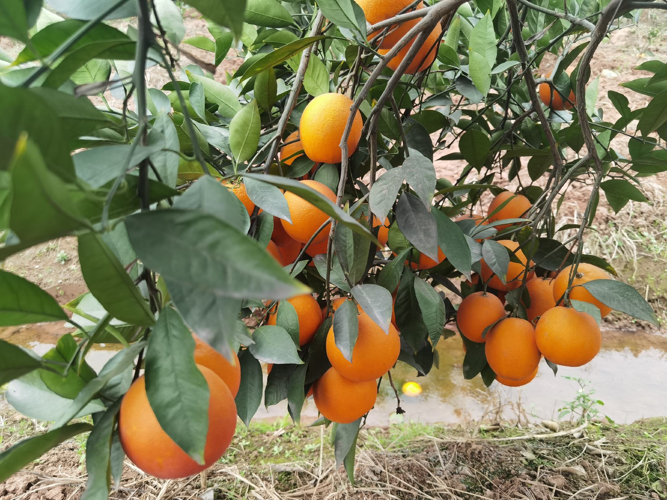 展示甜橙果肉的细腻质地和饱满汁水 甜橙切开果肉细节