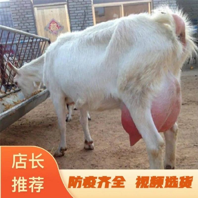 萨能奶山羊怀孕母羊红鹿奶山羊价格活羊羔养殖场价直销