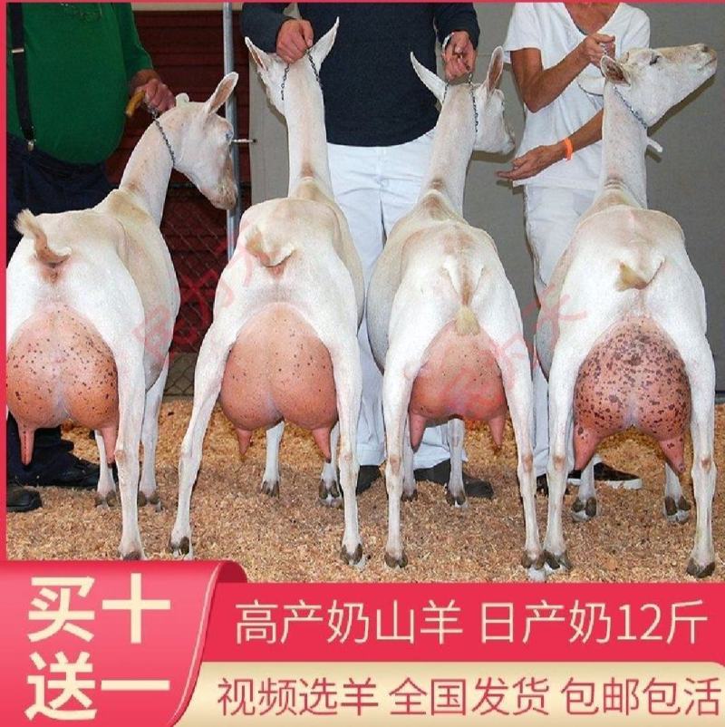 萨能奶山羊怀孕母羊红鹿奶山羊价格活羊羔养殖场价直销