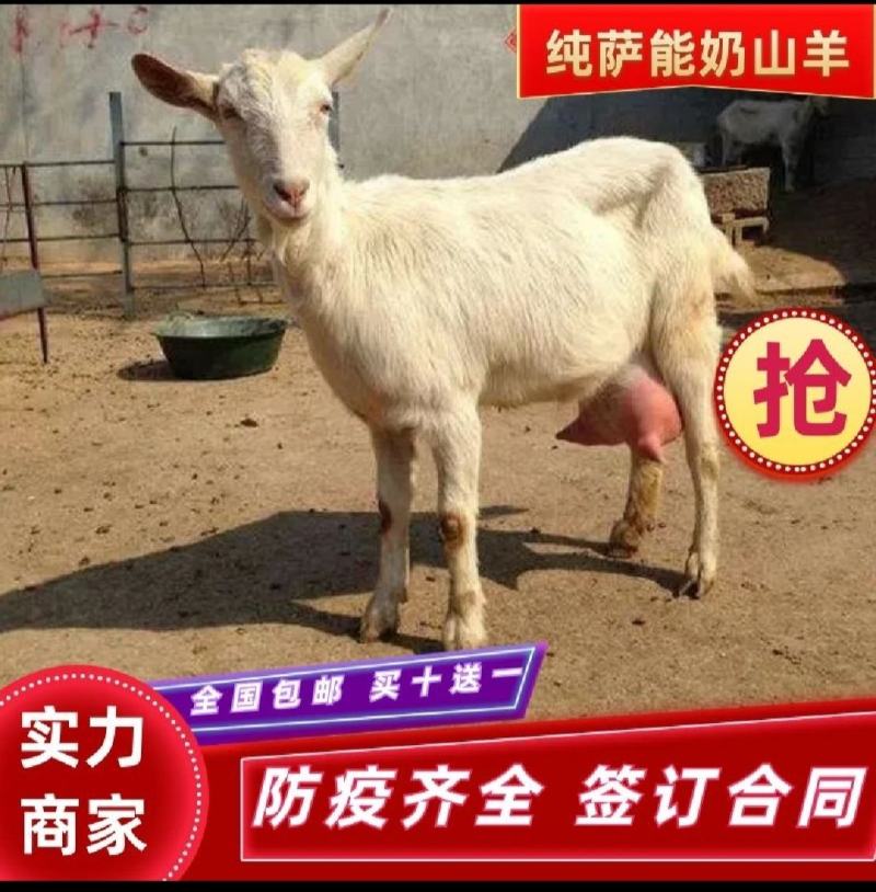 萨能奶山羊怀孕母羊红鹿奶山羊价格活羊羔养殖场价直销