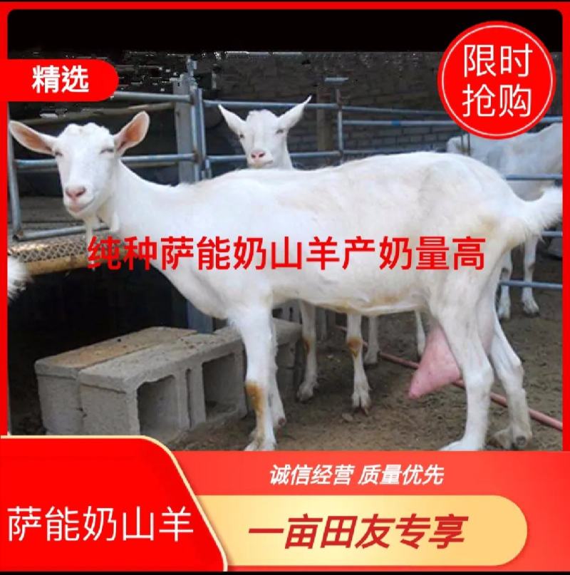 萨能奶山羊怀孕母羊红鹿奶山羊价格活羊羔养殖场价直销