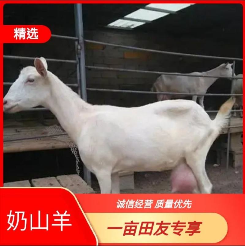 萨能奶山羊怀孕母羊红鹿奶山羊价格活羊羔养殖场价直销