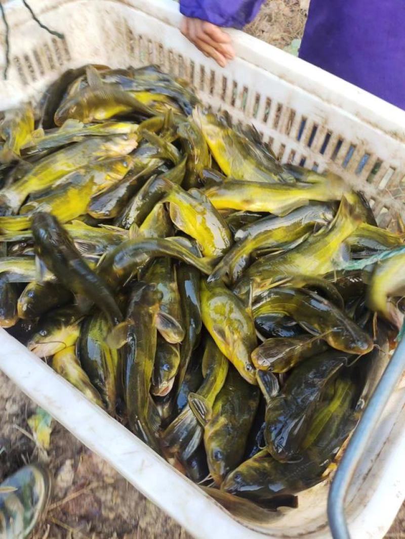 黄骨鱼黄颡鱼鲜活货源品质保障价格美丽欢迎下单