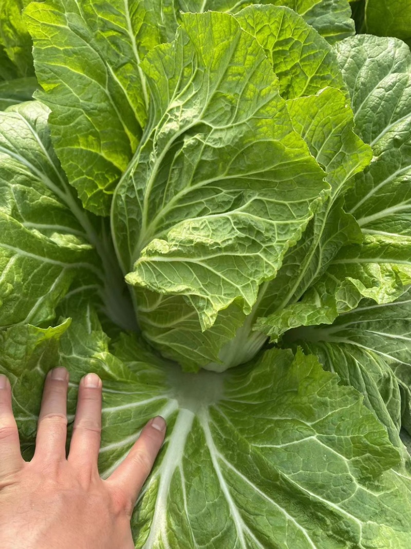 江苏精品白菜大量上市产地直供品质保证，欢迎选购